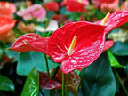 Gardenera Organic Anthurium Soil Blend - Promote Strong Root Development and Beautiful Flowers - 20 QUARTS - Image 3