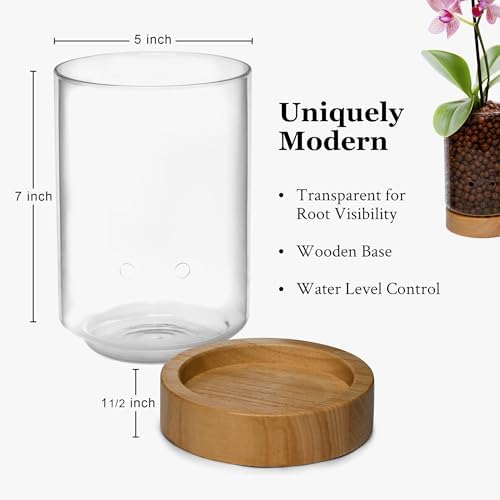 Pot & Pebble C1 Large Glass Orchid Pot, Wood Base - LECA Semi-Hydro Planter - Image 6