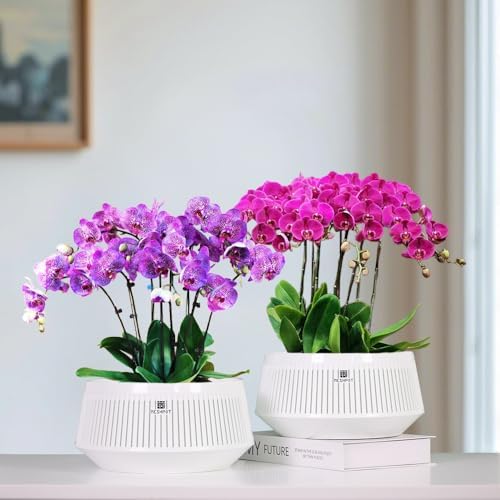 Orchid Pots with Holes for Repotting, Decorative African Violet Pots with Air-Pruning and Good Air Circulation, Plastic White Orchid Planter with Saucers, 8 Inch, Set of 2 - Image 2
