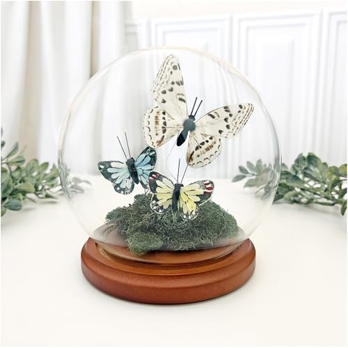 Plymor 5" x 6" Glass Display Dome Globe Cloche (Walnut MDF Base), Pack of 6 - Image 2