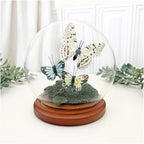 Plymor 5" x 6" Glass Display Dome Globe Cloche (Walnut MDF Base), Pack of 6 - Image 2