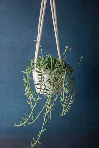 SuperMoss (54029 SoftWeave Hanging Planters for Indoor Plants 6″, Mixed Case, Set of 3, 6 inch Plant Flower Pots - Image 5