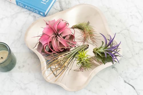 5 Assorted Colorful Air Plants Variety Pack - Vibrant Color Enhanced Tillandsias - Live Tillandsia Succulent House Plants - Wholesale and Bulk - Home and Garden Decor - Easy Care Indoor/Outdoor Plant - Image 5
