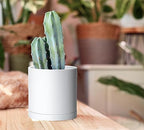 D'vine Dev 4-Pack White Plastic Planters with Saucers, 5.5 in, 74-Z-H-2 - Image 6