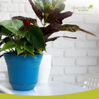 Headwind Traverse Planters – 10" 2 Pack Plastic Plant Pot in Sapphire Blue - Indoor & Outdoor Pots for Plants with Drainage - Decorative Plant Pot, Flower Pots Outdoor for Garden by Robert Allen - Image 3