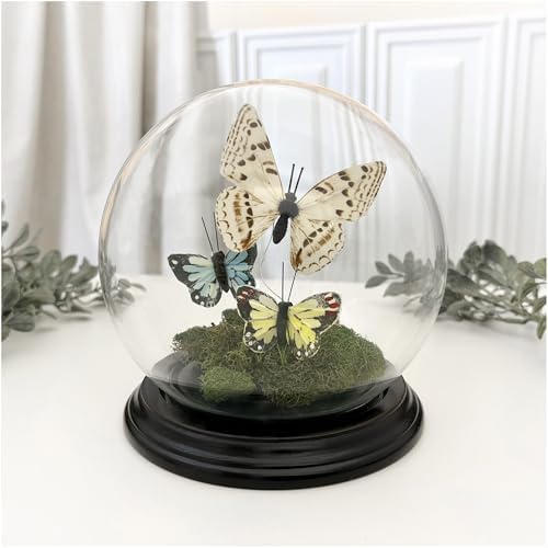 Plymor 5" x 6" Glass Display Dome Globe Cloche (Black Wood Veneer Base), Pack of 12 - Image 2