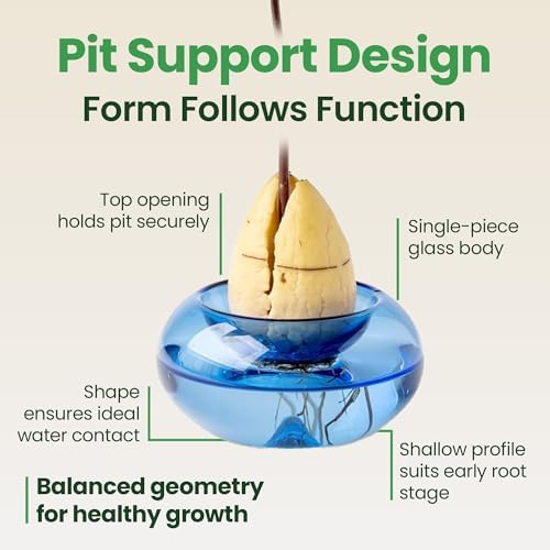 Glass Avocado Seed Vase for Growing – Hand-Blown Avocado Vase, Indoor Plant Vase and Avocado Planter Pot for Plant Growing (Light Blue) - Image 3