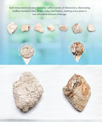 SubstrateSource Natural Aquarium Stones - Off-White Textured with Grooves Decorative Aquascaping Rocks for Betta Fish Tank, Goldfish, Cichlids, Hermit Crab & Terrariums - White Elephant Skin, 20 LB - Image 3