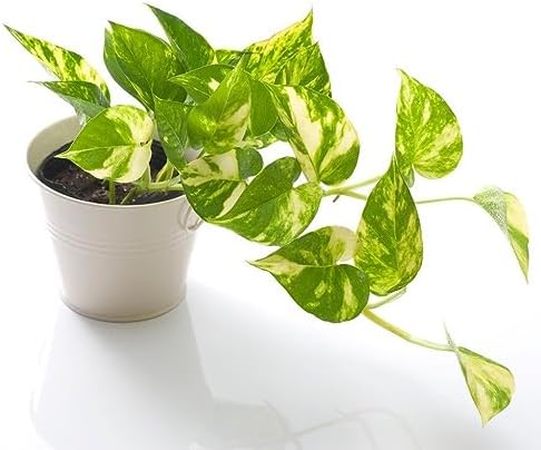 Gardenera Epipremnum Potting Mix - Unlock Robust Growth and Gorgeous Foliage with Our High-Performance Formula - 20 Quart - Image 2