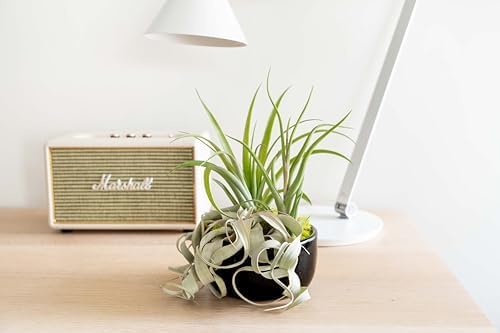 Air Plant Shop Large Assembled Air Plant Bowl Garden - Wholesale and Bulk - Succulents - Live Tillandsia - Easy Care Indoor and Outdoor House Plants (5 Assorted Air Plants) - Image 6