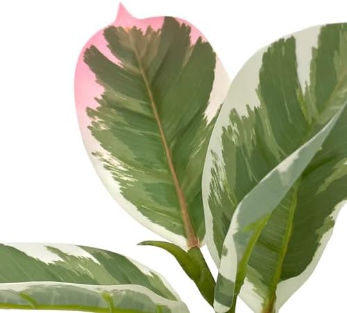 Artificial Tree in Geometric Spiral Pattern Planter, Fake Rubber Silk Tree for Indoor and Outdoor Home Decoration - 70" Overall Tall (Plant Pot Plus Tree) - Image 4