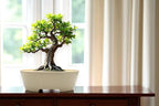 Ceramic Bonsai Pot, Beige, Oval Shaped Planter with Drainage Holes, 9 x 7 Inches x 3 inches high by Unknown