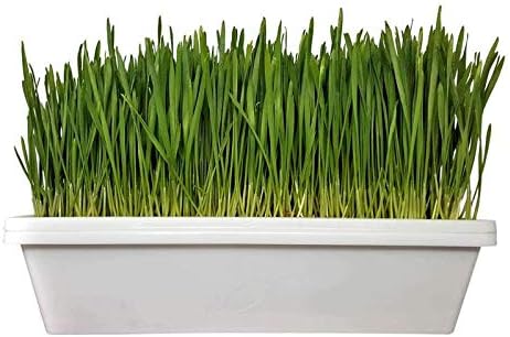 Bootstrap Farmer 1010 Trays White 20 Pack Extra Strength w/Holes Seed Starting Microgreens - Image 2