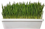 Bootstrap Farmer 1010 Trays White 20 Pack Extra Strength w/Holes Seed Starting Microgreens - Image 2