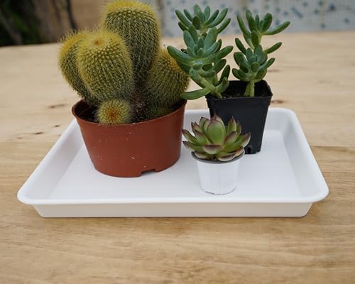 VUWEZ 2 Pack Plant Growing Nursery 1020 Trays, Heavy Sturdy Seed Starting Saucer, No Holes Starter Tray for Indoors (22"x11.2", Creamy White) - Image 4