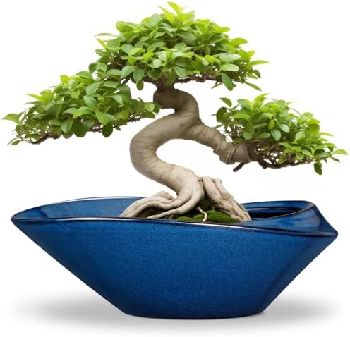 Bonsai Tree Pot - Ceramic Planter Pot with Drainage Hole 12 Inch Bonsai Pots Decorative Orchid Succulent Plant Pots for Indoor Outdoor Plants Blue by EPFamily