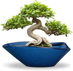 Bonsai Tree Pot - Ceramic Planter Pot with Drainage Hole 12 Inch Bonsai Pots Decorative Orchid Succulent Plant Pots for Indoor Outdoor Plants Blue by EPFamily