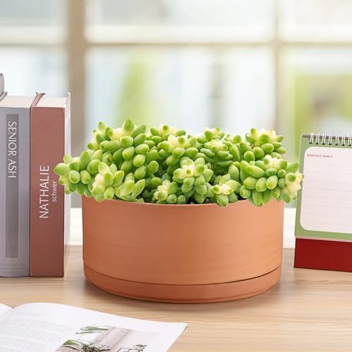 JUXYES 10 Inch Shallow Terracotta Pots with Holes and Saucers for Succulent - Image 7