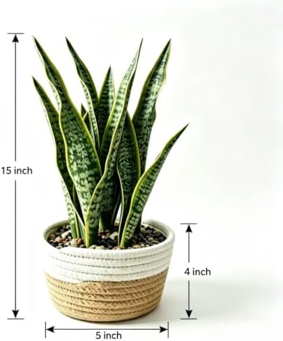 15"Artificial Snake Plant in Handwoven Rattan Planter Sansevieria Faux Indoor Branches with Lush Realistic Green Leaves Fake Potted Plants for Desk Living Room Office, Bedroom Home and Indoor Decor - Image 3