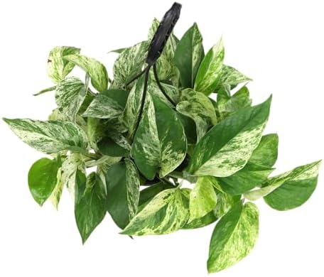 Variegated Marble Queen Pothos in 6" Hanging Basket with Detachable Hook, Live Plant Decor, Real Houseplant for Home or Office, Real Easy to Grow Houseplants by Plants for Pets - Image 3