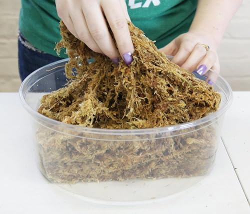 besgrow Premium New Zealand Sphagnum Moss, 150g (12L When Hydrated) Premier AAA Grade (150mm, 6" Strands) - Harvested in New Zealand's South Island, Dried and Long for Potted Plants, Orchids, Reptiles - Image 3