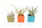 Air Plant Shop Color Cube Sets with Mixed Air Plants - Succulents - Live Tillandsia - Easy Care Indoor and Outdoor House Plants by TheAirPlantShop