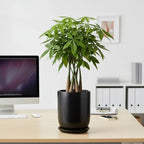 Ceramic Planter 8 Inch - Plant Pot for Indoor Outdoor Plants Cylinder Flower Pot with Drainage Hole and Saucer Black - Image 4