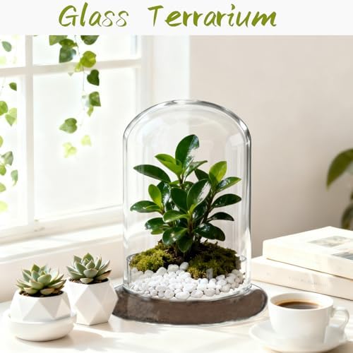 2 Pcs 5.9 x 8.46 Inch Glass Terrarium with Airhole and Base Clear Glass Dome Planter Display Container Plants Not Included for Office Desk, Balcony, Coffee Table - Image 4