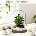 2 Pcs 5.9 x 8.46 Inch Glass Terrarium with Airhole and Base Clear Glass Dome Planter Display Container Plants Not Included for Office Desk, Balcony, Coffee Table - Image 4