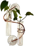 2 Willow Window Plant Propagator- Window Propagation Station | Removable Glass Test Tubes for Indoor Clippings, Cut Flowers, Herbs, Succulents | Home Decor | (2 Willow) by SWEETFEEDERS