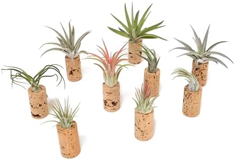 50 Pack Handmade Wine Cork Magnet Air Plant Holder – Assorted Tillandsia Ionantha in Air Plant Hanger - Succulent Hanging Plants Stand - Planter for Home and Garden Décor by TheAirPlantShop