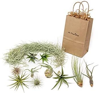 10 Pack Grab Bag Air Plants Gift Wrapped with Tillandsia Usneiodes Spanish Moss - Live Tillandsia - Easy Care House Plant - Succulents - 30 Day Guarantee by TheAirPlantShop