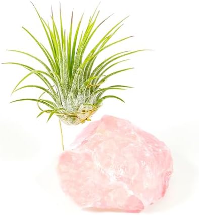 Pink Raw Rose Quartz Crystal Air Plant Holder Gift - Includes Live Healthy Tillandsia Plant Gift Box - Image 5