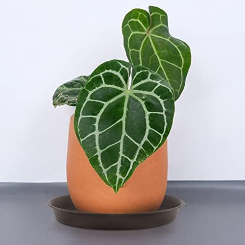 FUNSUEI LAUYUT 24 Pack 12 Inches Plant Saucer Drip Trays, Suit for Pots Less Than 10 Inches Bottom Diameter, Thick Brown Plastic Plant Trays, Round Plastic Drip Trays for Indoor and Outdoor Plants - Image 6