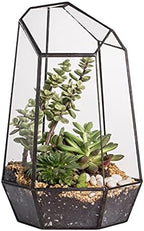 NCYP No Door Geometric Glass Terrarium Planter for Small Succulent, Small Cacti, Black Irregular Opened Terrarium Pot, Indoor Home Garden Office Tabletop Decor, 6.5" x 5.7" x 9.8" (No Plants) by NCYP