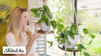 2 Pack Macrame Plant Hanger, Hanging Plant Shelf (12" + 10") - Image 6