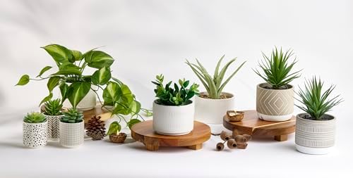 Kurrajong Farmhouse Dark Green Fake pothos | Fake Plant for Shelf Decor | Artificial Trailing Ivy Plant with 5" Wide Ceramic Pot | Faux pothos | Feaux Pothos | Bathroom and Kitchen Decor - Image 6