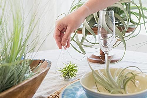 Glass Teardrop Beach Plant Terrarium - Air Plant, Sand, Starfish and Shell in Propagation Jar - Home and Garden Decor Plant Pot- Easy Care Indoor and Outdoor Plant Vase (3 Teardrop Set) - Image 4