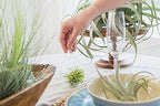 Glass Teardrop Beach Plant Terrarium - Air Plant, Sand, Starfish and Shell in Propagation Jar - Home and Garden Decor Plant Pot- Easy Care Indoor and Outdoor Plant Vase (3 Teardrop Set) - Image 4