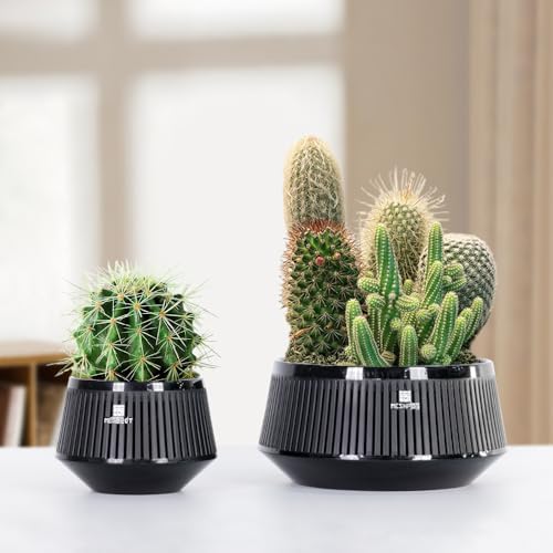 Bonsai Pots with Drainage Tray, Plastic Imitate Ceramic Bonsai Tree Pot with Excellent Airflow, Large Succulent Pots for Indoor Plants, Juniper, Ficus, Chinese Elm, Cactus, 8 Inch, Set of 2 - Image 6