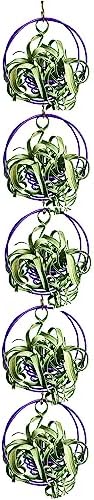 Air Plant Hanging Holder Planter - Plant Hanger Display Frame DIY Kit Aluminum Wire Indoors Outdoors Plants Not Included (Purple) by SCSFCVIUS
