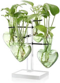 Plants Propagation Stations Plant Terrarium Kit Gift for Women by YYHglass