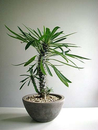 Gardenera Madagascar Palm Plant Potting Mix - Elevate Your Space with a Premium Blend for Striking Elegance - 20 Quart - Image 3