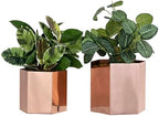MyGift Copper Tone Metal Hexagon Succulent Cactus Planter Pots, Set of 2 by MyGiftHome