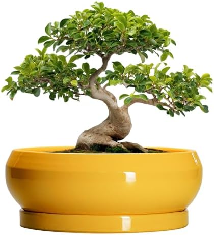 Ceramic Bonsai Pots - 13 Inch Large Succulent Pots with Drainage Hole and Saucer, Bonsai Planter for Indoor Outdoor, Round Shallow Bowl Planter, Garden House Decor, Plant Lover Gifts, Yellow by EPFamily