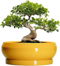 Ceramic Bonsai Pots - 13 Inch Large Succulent Pots with Drainage Hole and Saucer, Bonsai Planter for Indoor Outdoor, Round Shallow Bowl Planter, Garden House Decor, Plant Lover Gifts, Yellow by EPFamily
