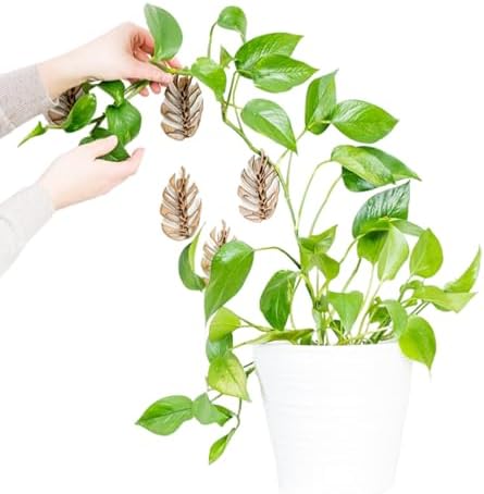 Treleaf Monstrella Wall Clips – Petite Size, Set of 5 Wooden Trellises for Indoor Climbing Plants – Self-Adhesive Plant Wall Fixtures to Create Green Walls – Perfect for Pothos & Vining Houseplants by TRELEAF
