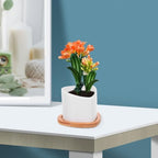 IMIKEYA Mini Succulent Flowerpot White Ceramic Planter with Bamboo Saucer - Image 4