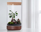 Clear Glass Houseplant Terrarium Planter, 6" W x 10" H, Cylindrical Terrarium with Wooden Base & Cork Lid | Versatile Tabletop Decoration for Home or Office or Hydroponics (Plant Not Included), 41-A-M - Image 7