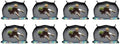 1-8PCS 50cm Planting Mat Oxford Cloth Foldable Waterproof Gardening Potting Pad Flower Pots Pulp Seedling Cup for Indoor Plant Repotting(Black-8PCS) by Unknown